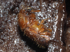 Dryocoetes autographus