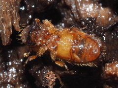 Dryocoetes autographus