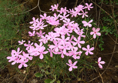 Phlox colubrina