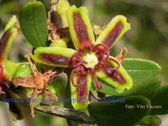 Periploca laevigata angustifolia