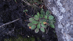 Plantago raoulii