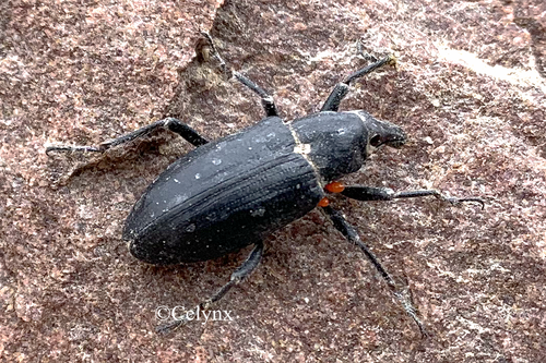 Asproparthenis libitinaria