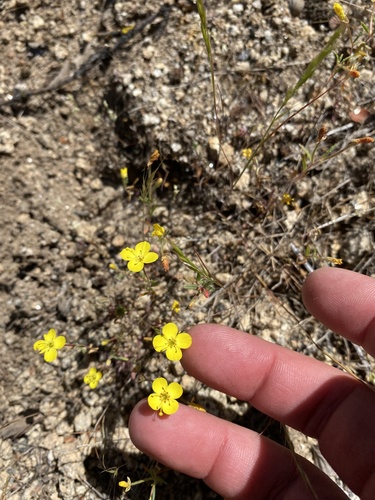 Camissonia sierrae ssp. sierrae