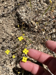Camissonia sierrae sierrae