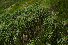 Olearia lacunosa