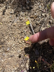 Camissonia sierrae sierrae