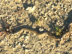 Macroprotodon brevis