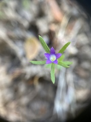 Githopsis specularioides
