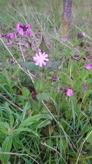 Silene dioica