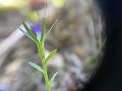 Githopsis specularioides