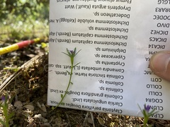 Githopsis specularioides