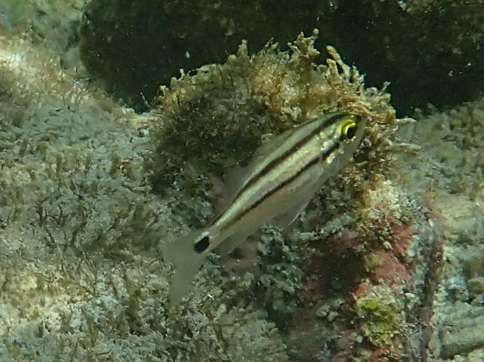 Grey grunt (Haemulon scudderii) — Haemulidae