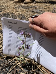 Phacelia austromontana