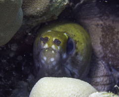Gymnothorax rueppelliae