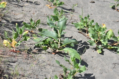 Rumex venosus