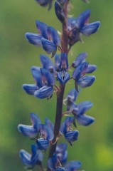 Lupinus sericeus
