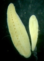 Helobdella