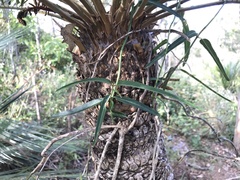 Leichhardtia viridiflora