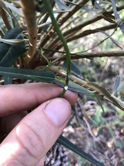 Leichhardtia viridiflora