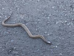 Hemachatus haemachatus