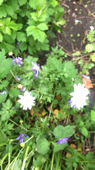 Anemonoides apennina