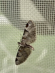 Eupithecia insigniata