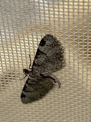 Eupithecia insigniata