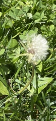 Taraxacum