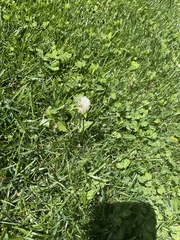 Taraxacum