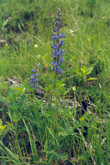 Lupinus sericeus
