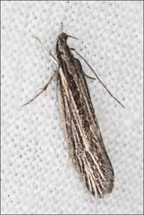 Leptosaces schistopa