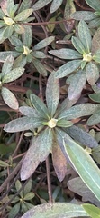 Rhododendron indicum