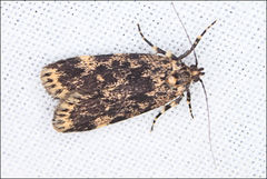Barea codrella
