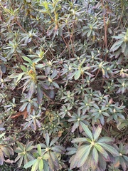 Rhododendron indicum
