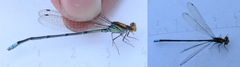 Pseudagrion punctum