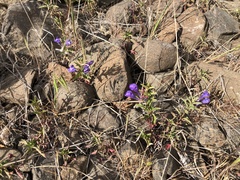 Scutellaria angustifolia