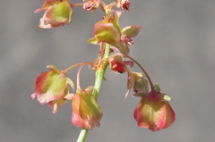 Rumex venosus