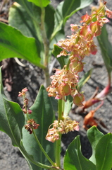 Rumex venosus