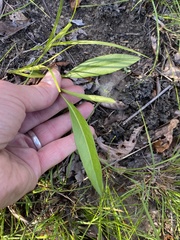 Eurybia surculosa