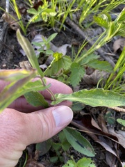 Eurybia surculosa