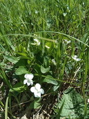 Viola accrescens