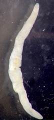 Erpobdellidae