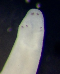 Erpobdellidae