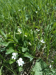 Viola accrescens