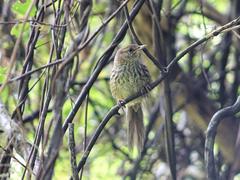 Poodytes punctatus vealeae