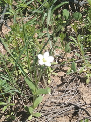 Holosteum glutinosum