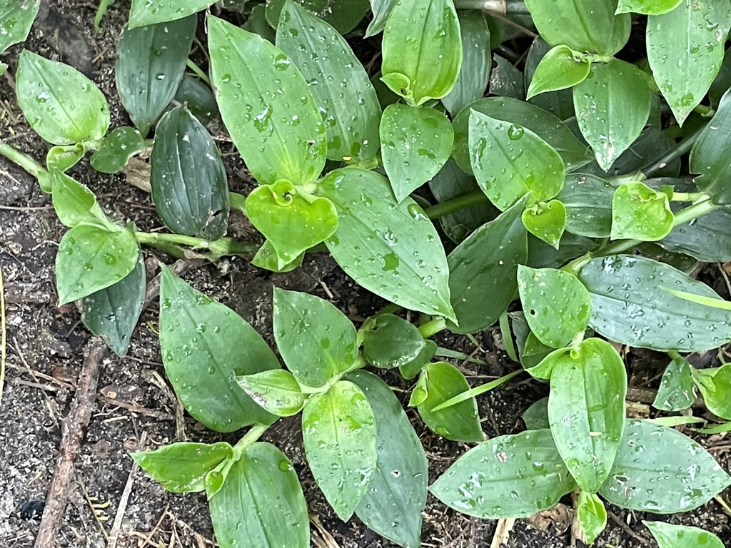 Small leaf spiderwort florianopolis plants monocots inaturalist