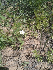 Holosteum glutinosum