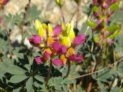 Lupinus stiversii