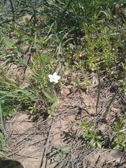 Holosteum glutinosum
